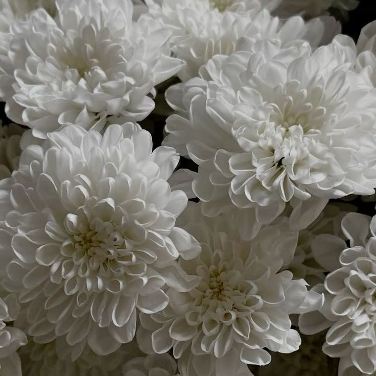 Хризантема Алтай фото