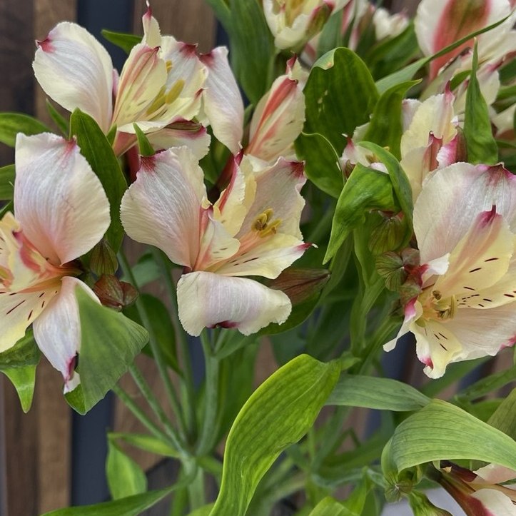 Альстромерия фото