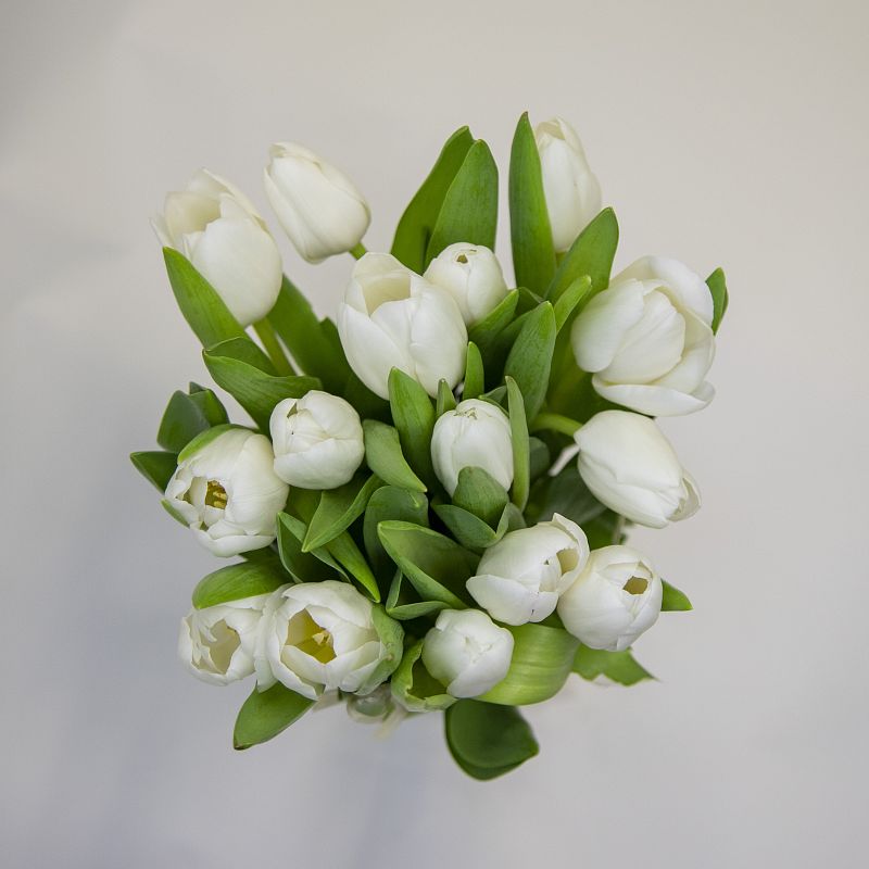 Букет белых тюльпанов фото