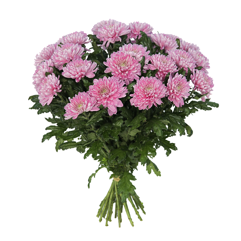 Хризантема Россано Дарк фото