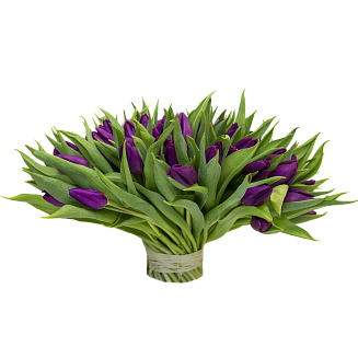 101 фиолетовый тюльпан