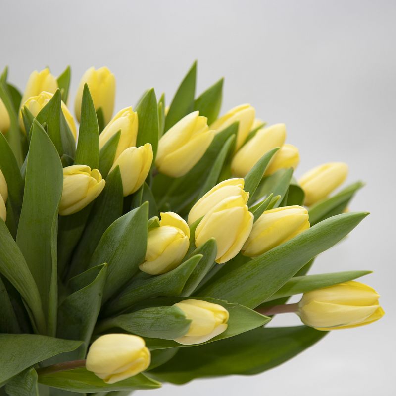 51 желтый тюльпан фото