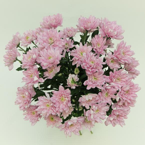 Розовая хризантема