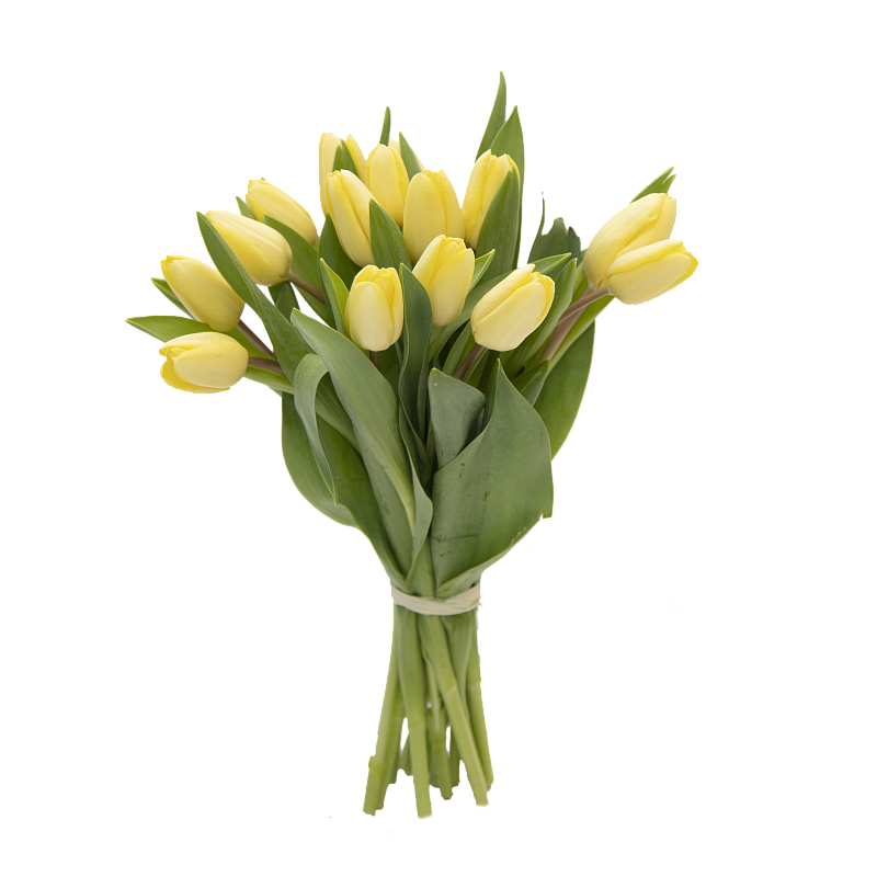 15 желтых тюльпанов фото