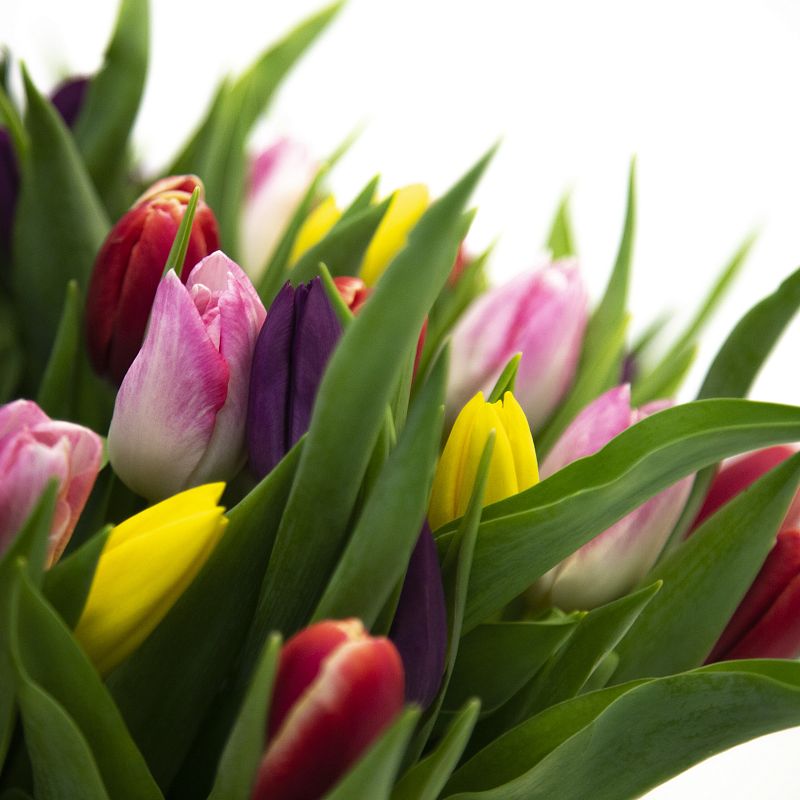 101 разноцветный тюльпан фото