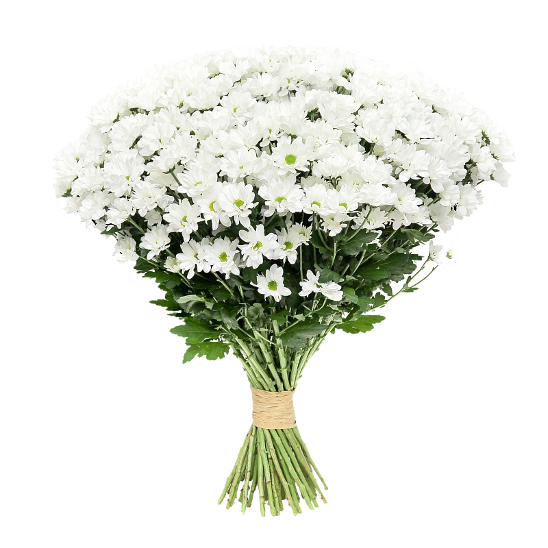 Хризантема Ромашка фото