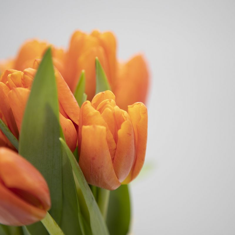 11 оранжевых тюльпанов фото