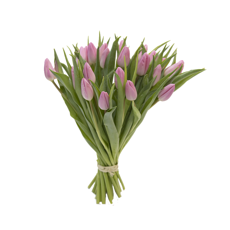 25 розовых тюльпанов фото