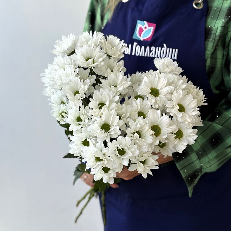 Акция Хризантема Ромашка фото