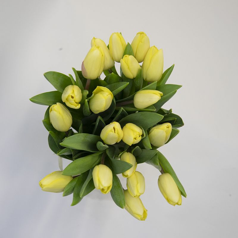 19 желтых тюльпанов фото