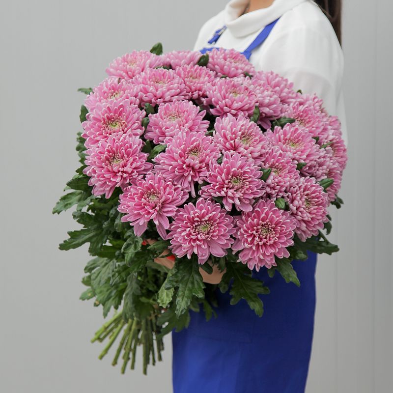 Хризантема Россано Дарк фото