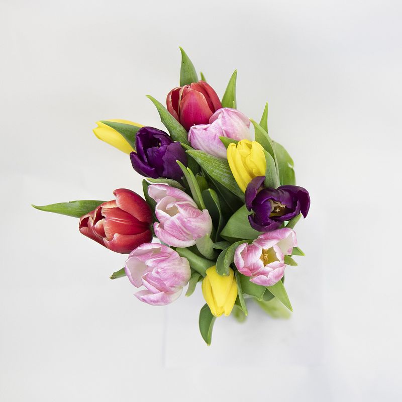 11 разноцветных тюльпанов фото