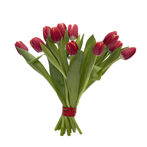 11 красных тюльпанов
