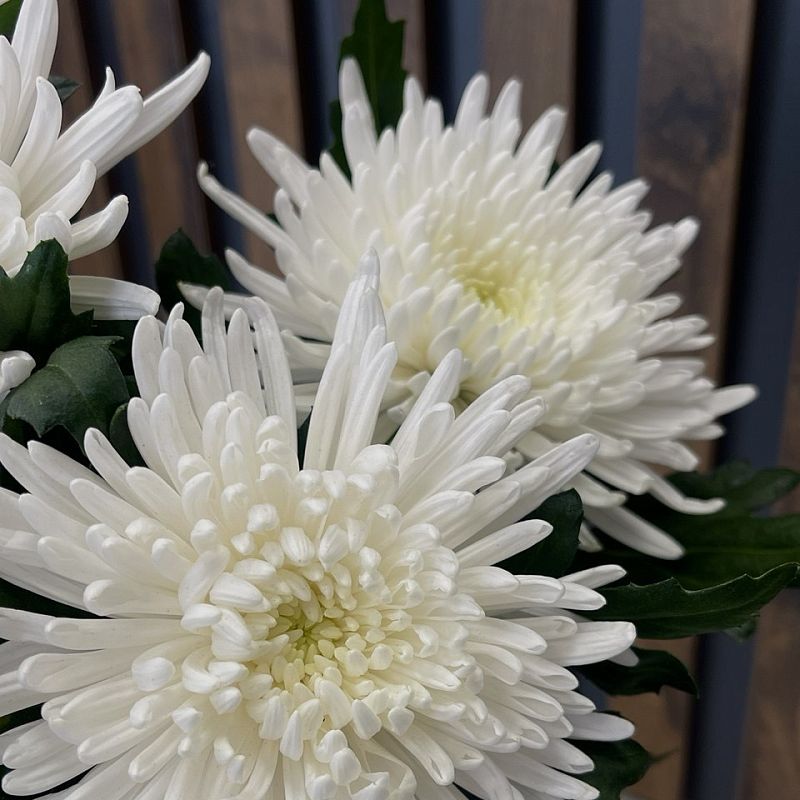 Хризантема Топспин фото