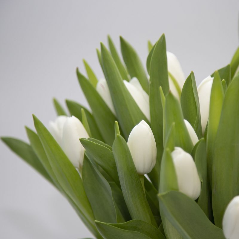 25 белых тюльпанов фото