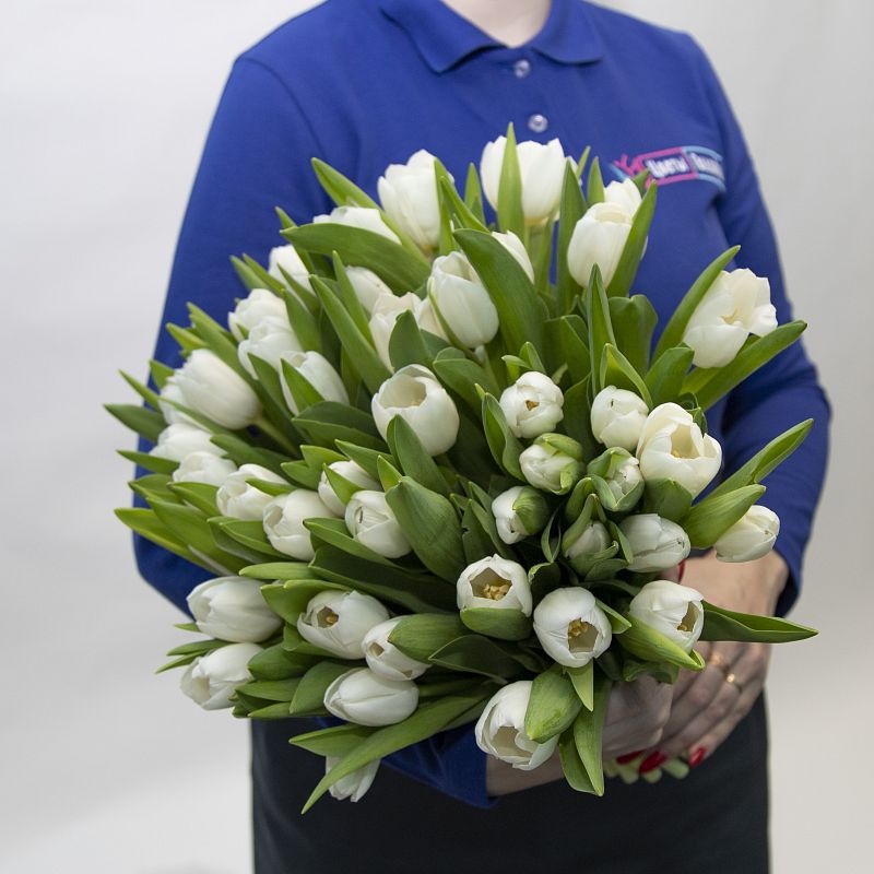 51 белый тюльпан фото