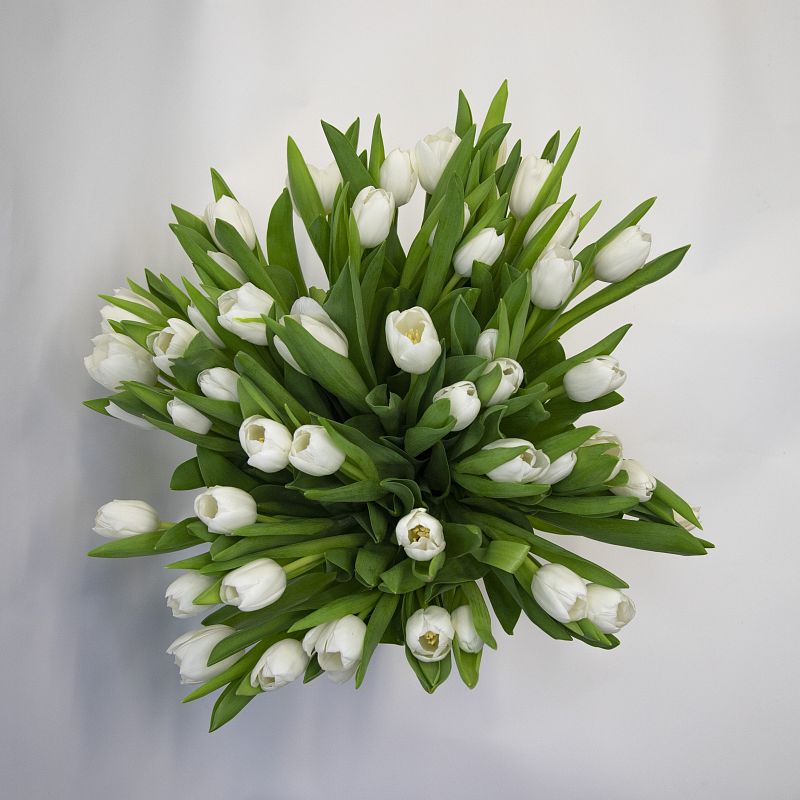 51 белый тюльпан фото