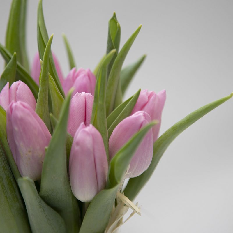 11 розовых тюльпанов фото