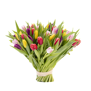 101 разноцветный тюльпан