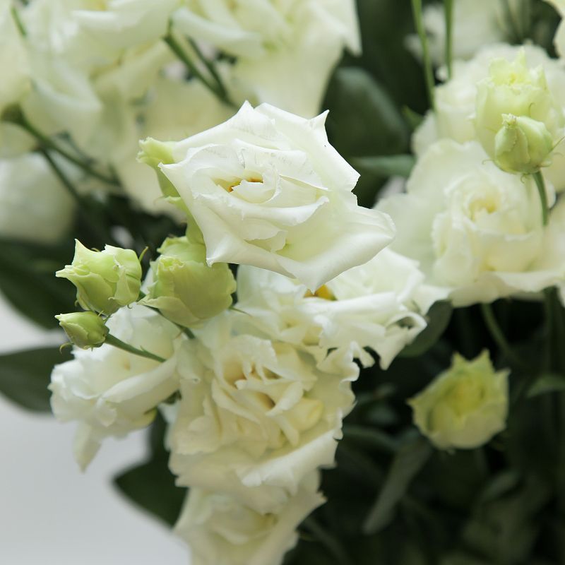 Белый лисиантус фото