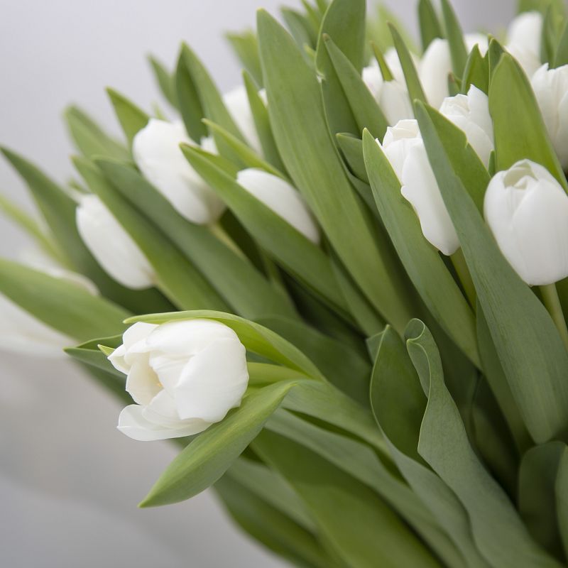 101 белый тюльпан фото