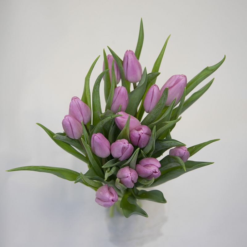 15 розовых тюльпанов фото