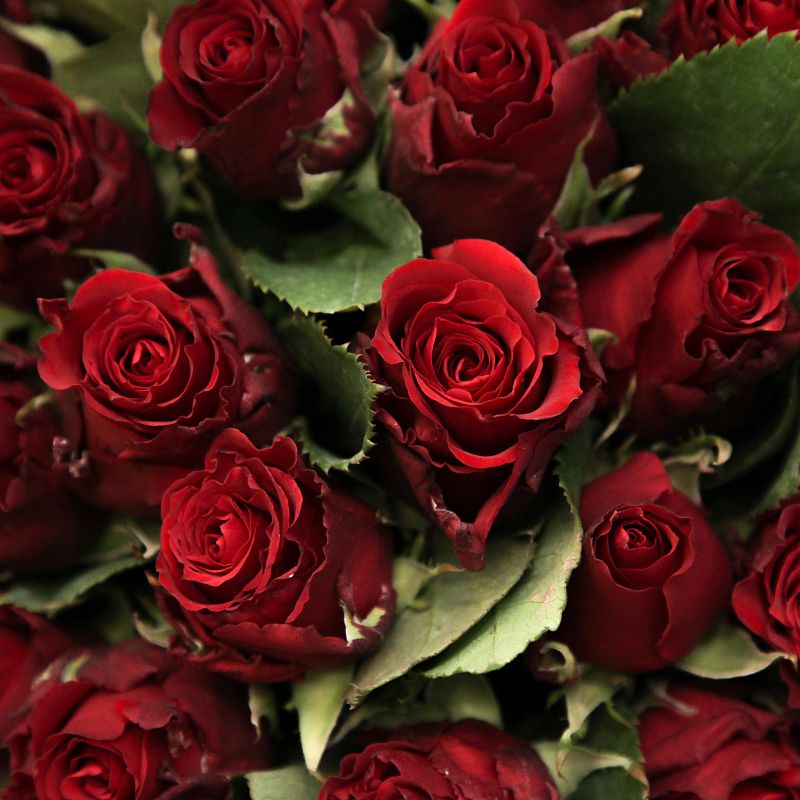 Букет из 51 красной розы Ред Тач 35 см фото