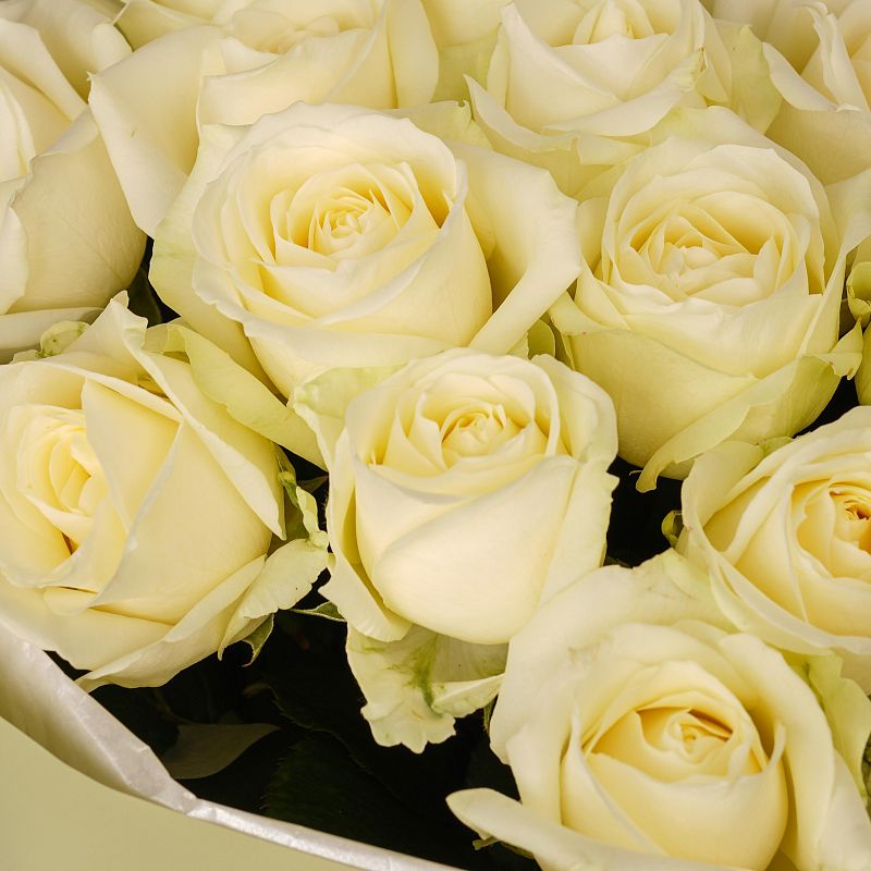 Букет из 25 роз Аваланч 50 см фото