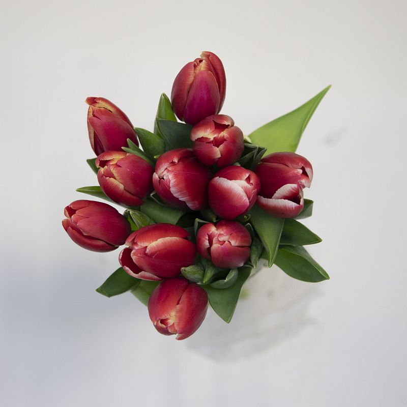 11 красных тюльпанов фото