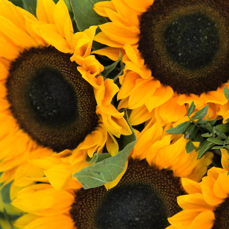 Солнечное настроение фото