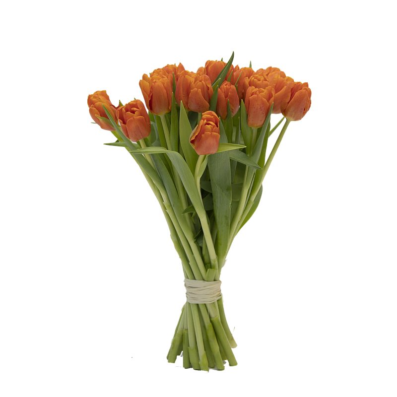 19 оранжевых тюльпанов фото