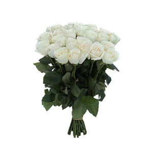 Роза Плайя Бланка Э