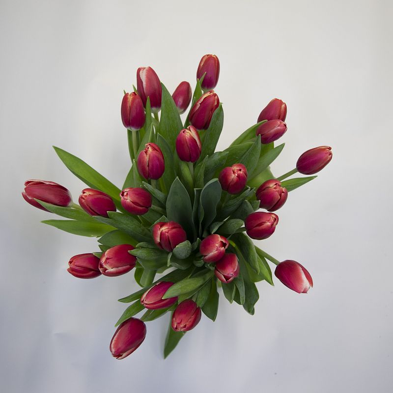 25 красных тюльпанов фото