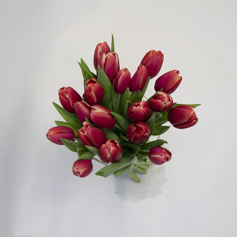 19 красных тюльпанов фото