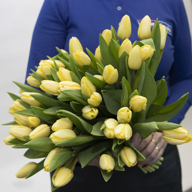 51 желтый тюльпан фото