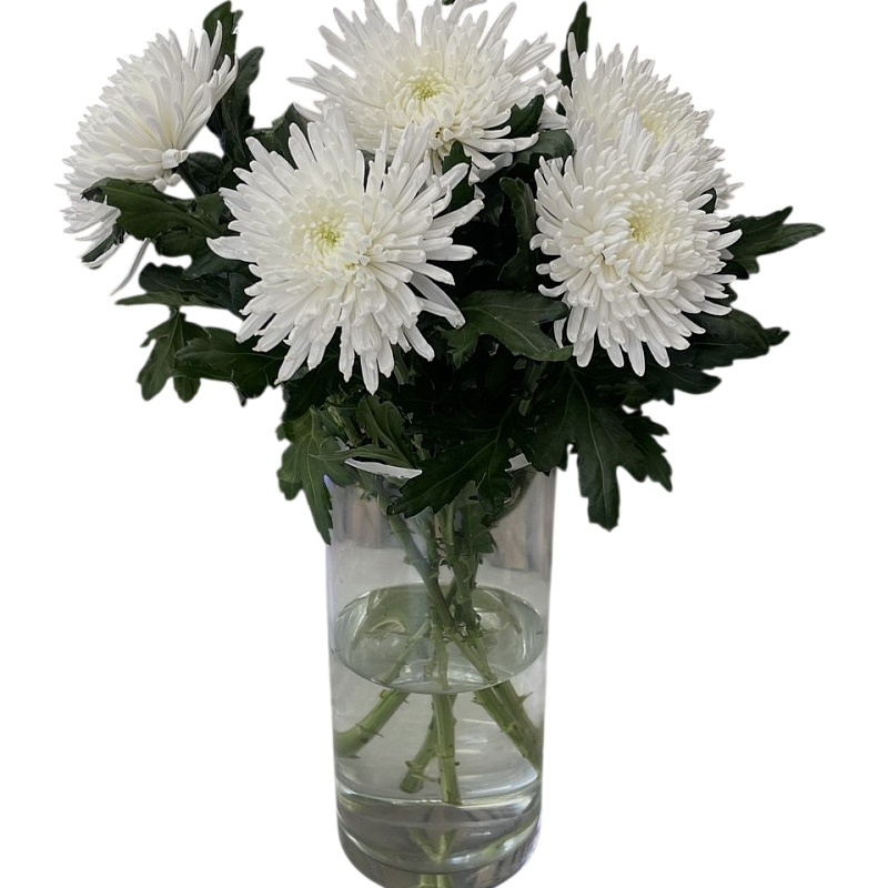 Хризантема Топспин фото