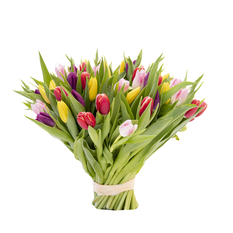 101 разноцветный тюльпан фото