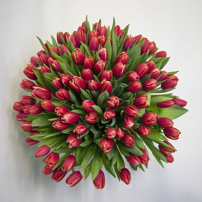 101 красный тюльпан фото