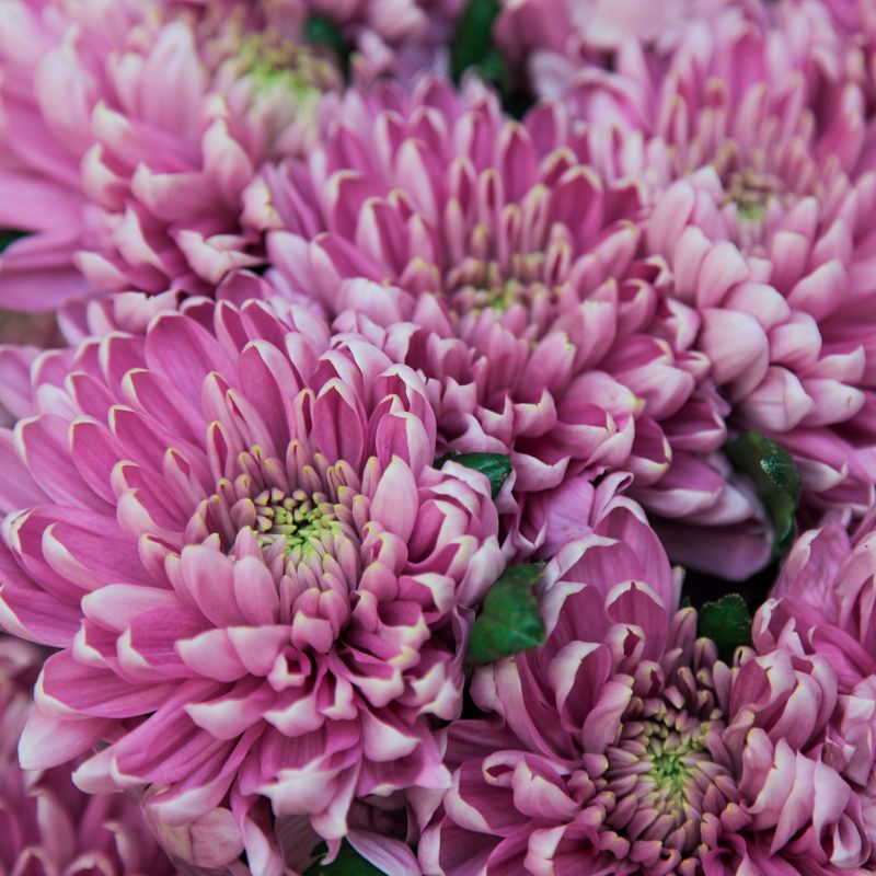 Хризантема Россано Дарк фото