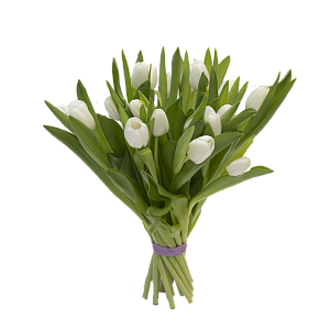 19 белых тюльпанов