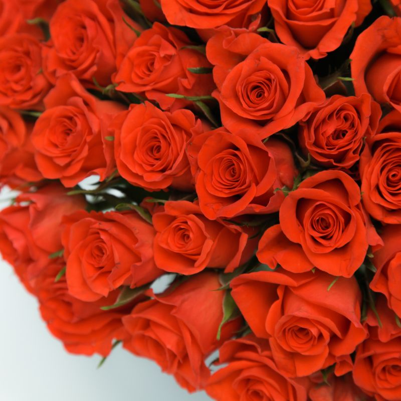 Букет из 51 розы Патч 35 см фото