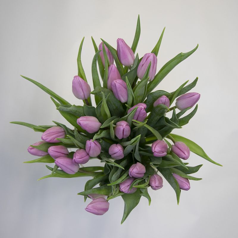 25 розовых тюльпанов фото