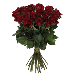 Роза Эксплорер Э