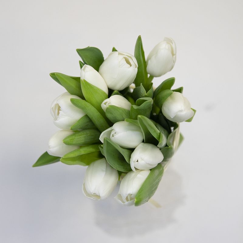 11 белых тюльпанов фото
