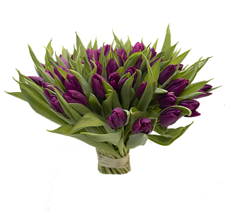 51 фиолетовый тюльпан