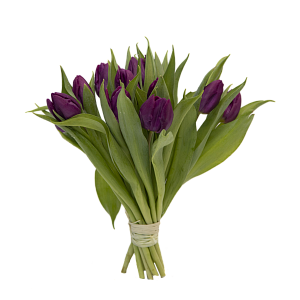 15 фиолетовых тюльпанов