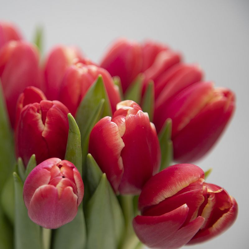 Букет красных тюльпанов фото