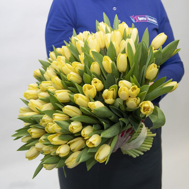 101 желтый тюльпан фото