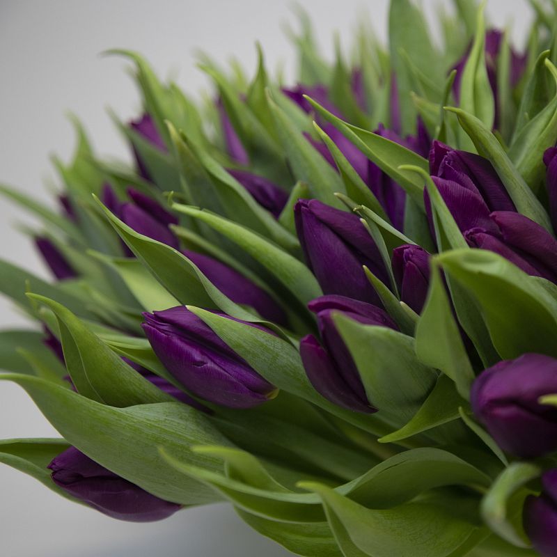 101 фиолетовый тюльпан фото