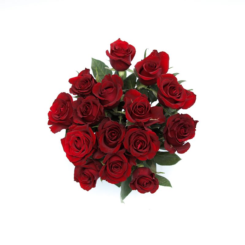 Роза Евер Ред фото